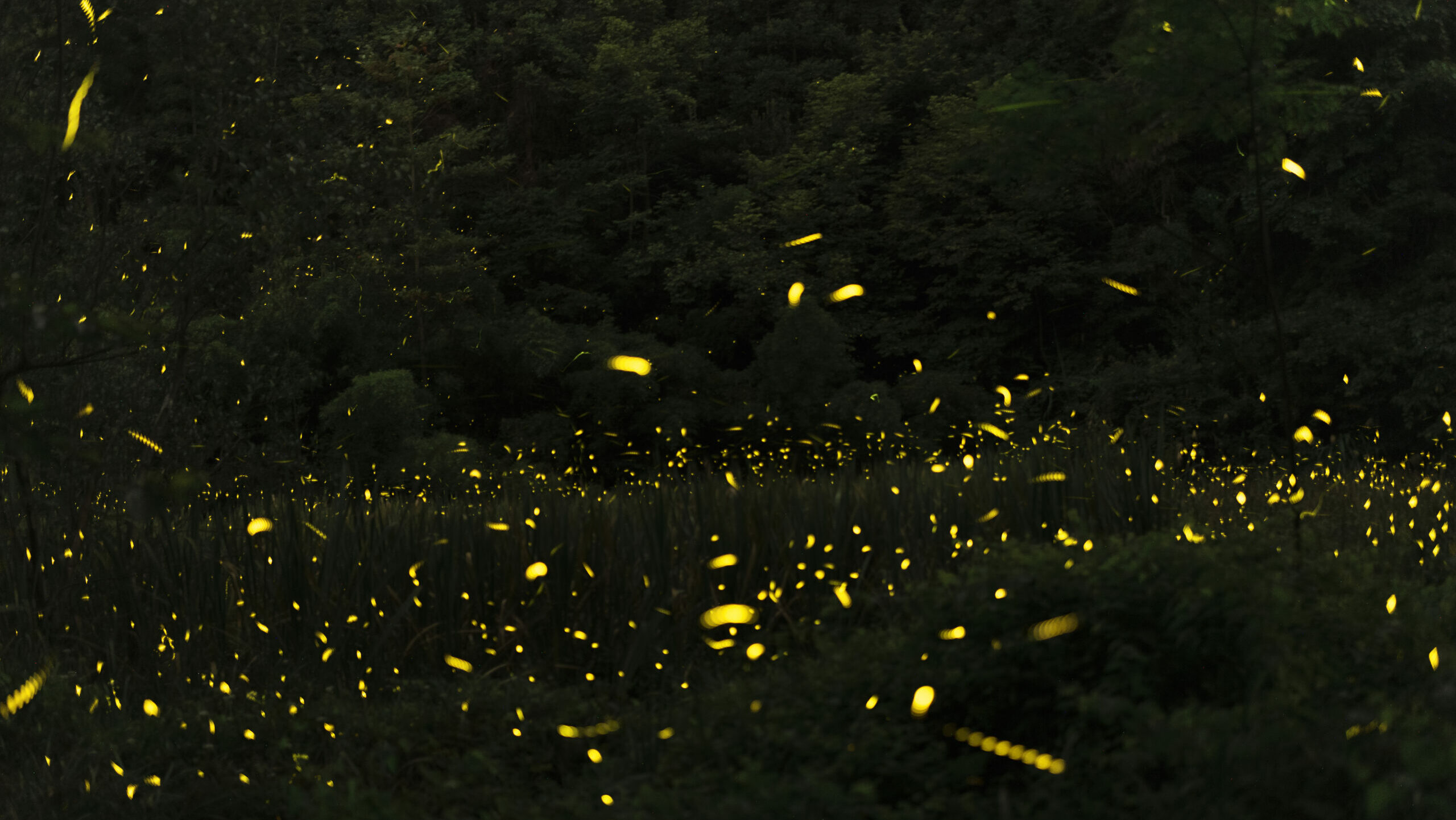 fireflies1