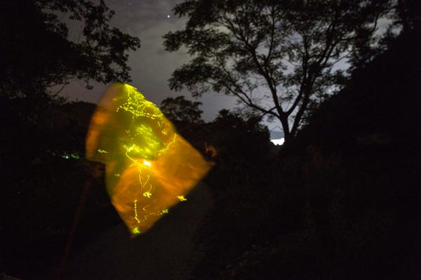 Elimination of the National-wide Commercial Supply Chain of Wild Firefly